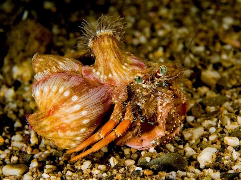 Anemone hermit crab (Dardanus pedunculatus) in the Red Sea
