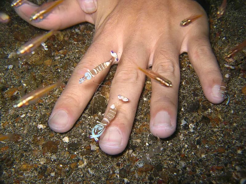 Anemone shrimp (Periclimenes brevicarpalis) in the Red Sea
