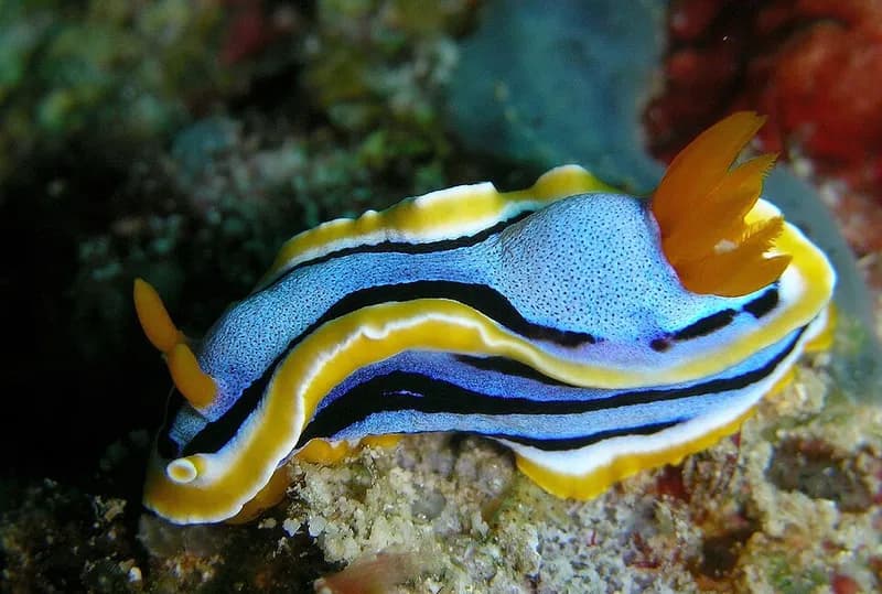Anna's chromodoris (Chromodoris annae) in the Red Sea
