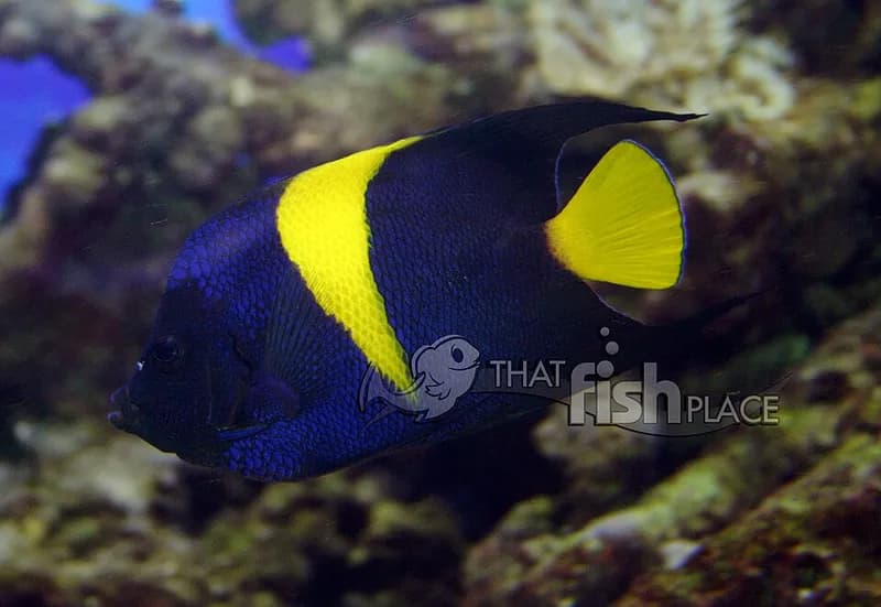 Arabian angelfish (Pomacanthus asfur) in the Red Sea