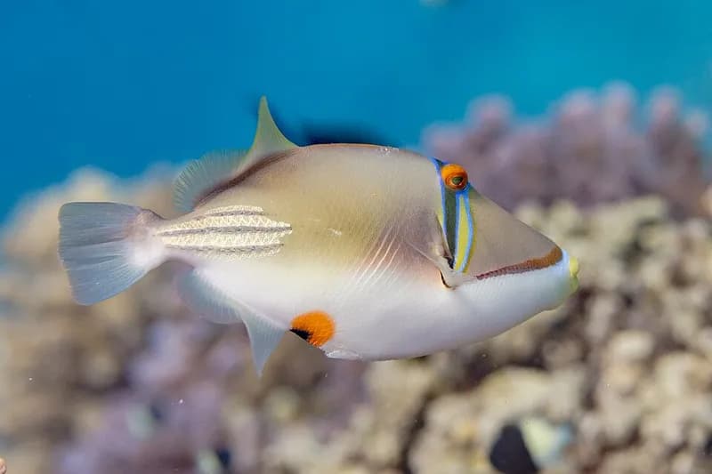Arabian picassofish (Rhinecanthus assasi) in the Red Sea