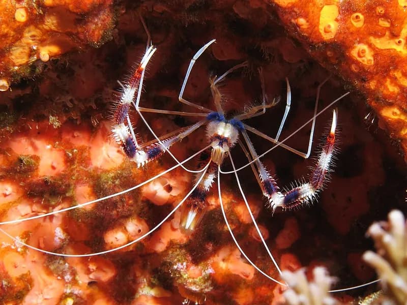 Banded coral shrimp (Stenopus hispidus) in the Red Sea
