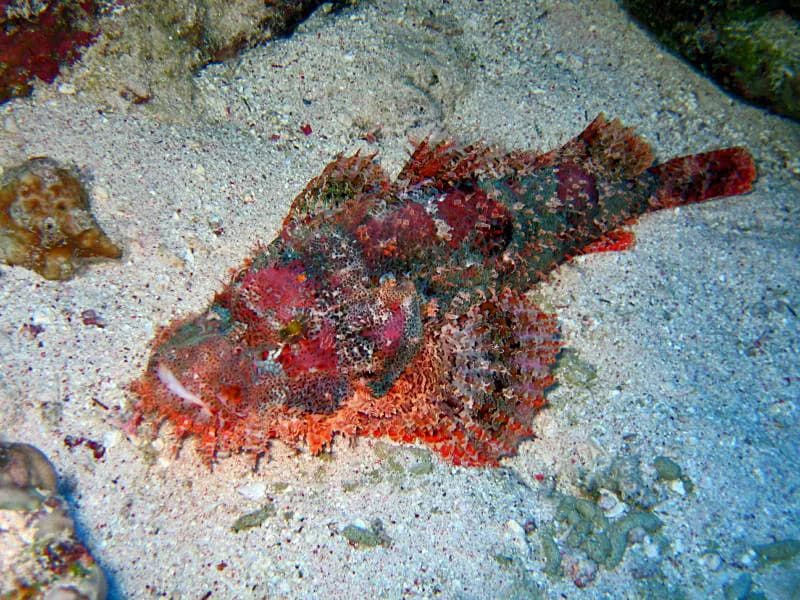 Bearded scorpionfish (Scorpaenopsis barbata) in the Red Sea