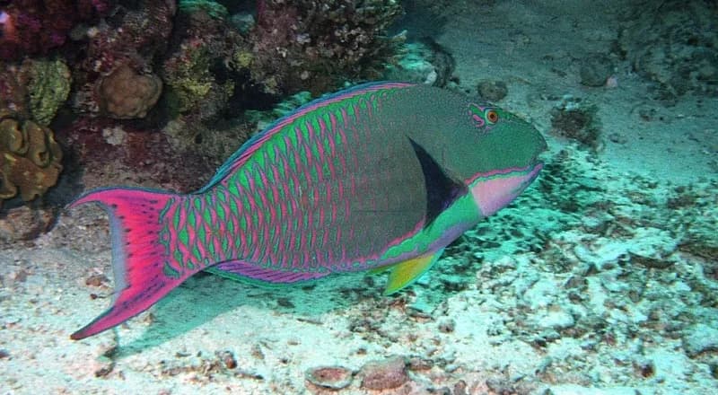 Bicolour parrotfish (Cetoscarus bicolor) in the Red Sea