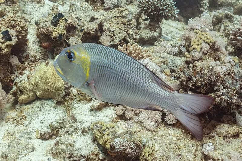 Bigeye emperor (Monotaxis grandoculis) in the Red Sea