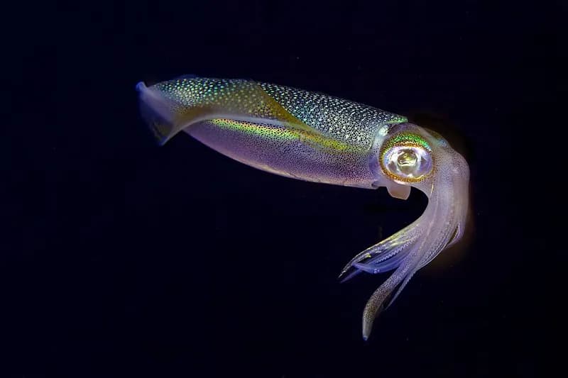 Bigfin reef squid (Sepioteuthis lessoniana) in the Red Sea
