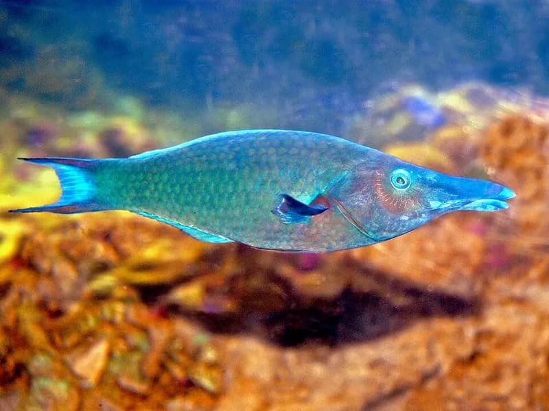 Bird wrasse (Gomphosus caeruleus) in the Red Sea
