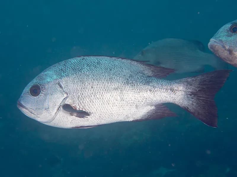 Black snapper (Macolor niger) in the Red Sea