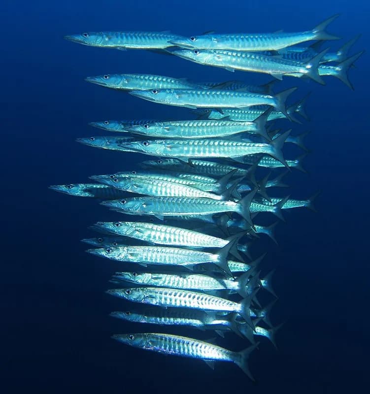 Blackfin barracuda (Sphyraena qenie) in the Red Sea