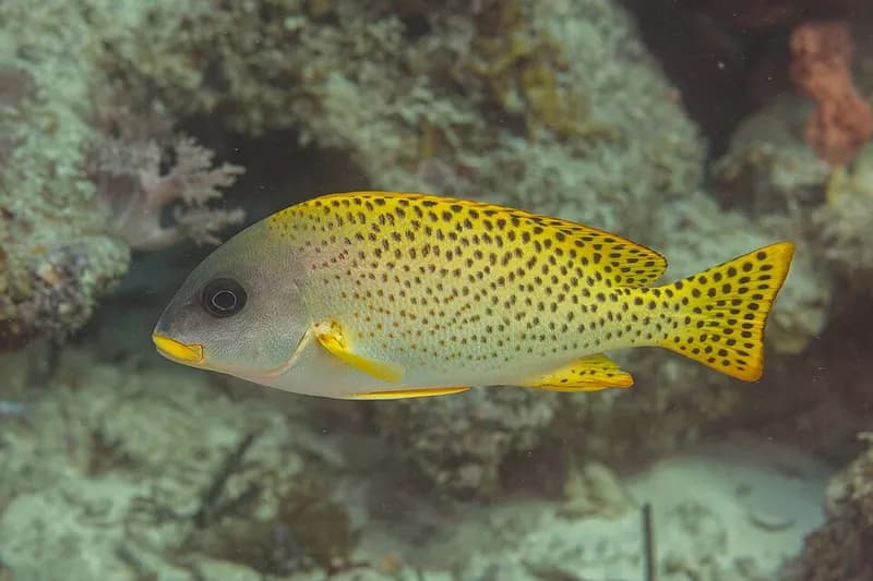 Blackspotted rubberlip (Plectorhinchus gaterinus) in the Red Sea