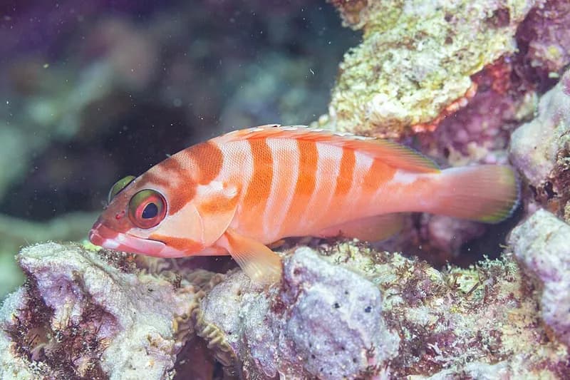 Blacktip grouper (Epinephelus fasciatus) in the Red Sea