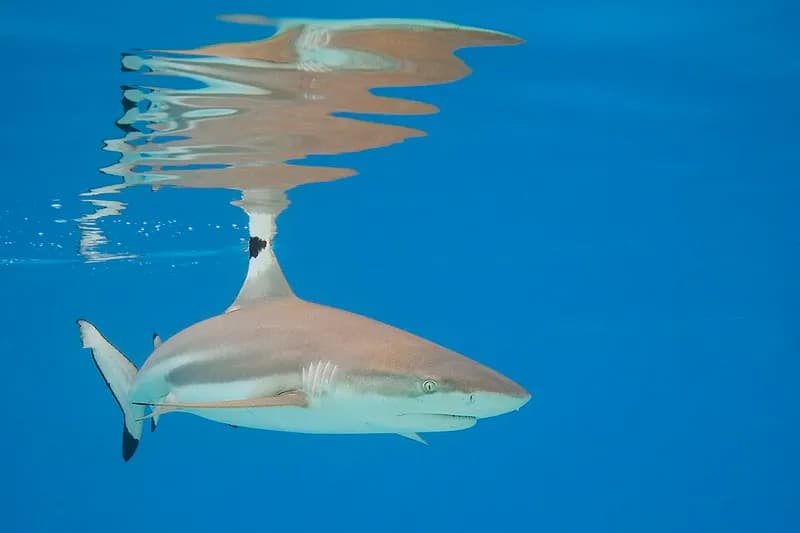 Blacktip reef shark (Carcharhinus melanopterus) in the Red Sea