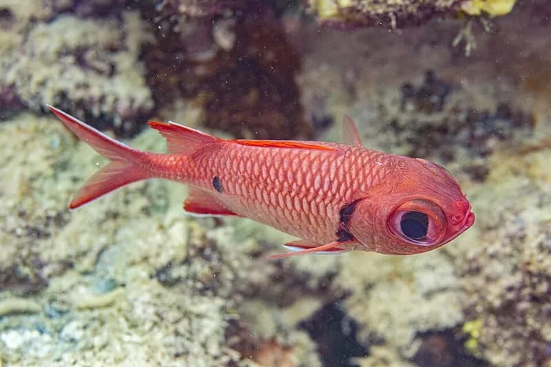 Blotcheye soldierfish (Myripristis murdjan) in the Red Sea