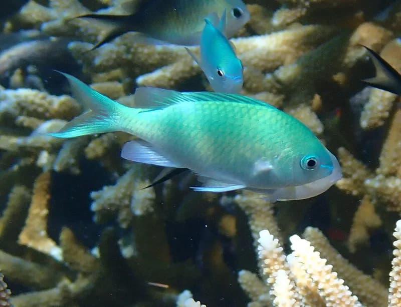 Blue-green chromis (Chromis viridis) in the Red Sea