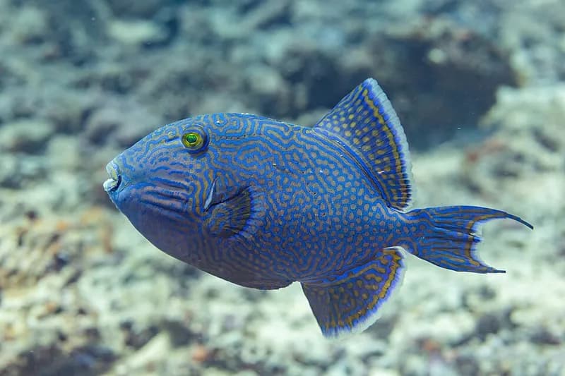 Blue triggerfish (Pseudobalistes fuscus) in the Red Sea