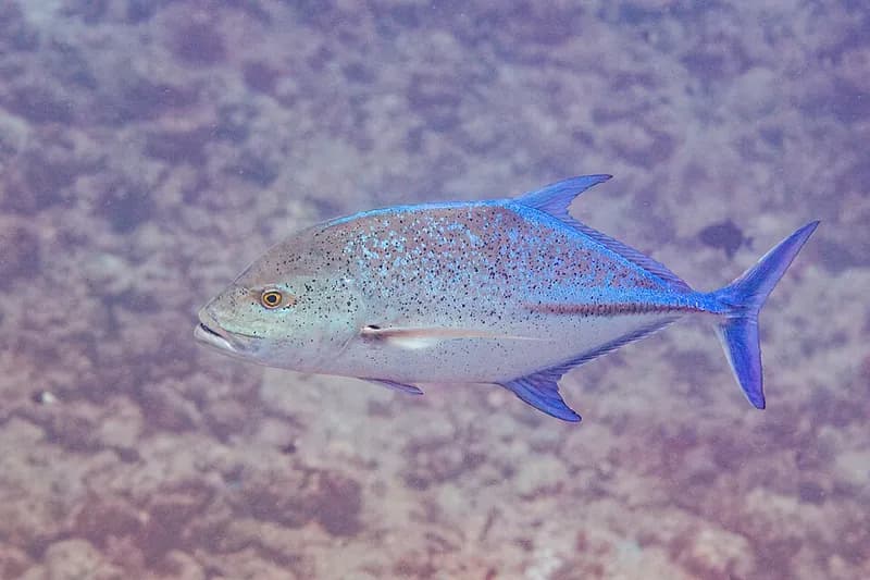 Bluefin trevally (Caranx melampygus) in the Red Sea