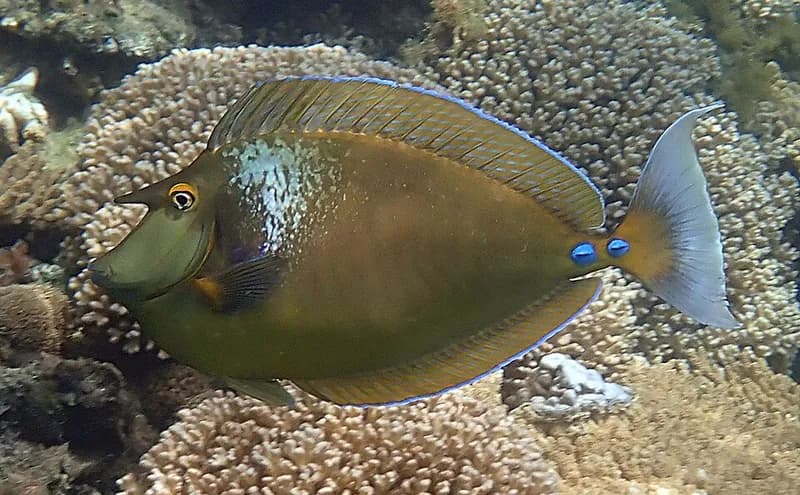Bluespine unicornfish (Naso unicornis) in the Red Sea
