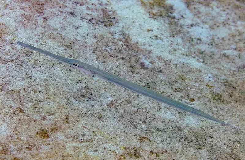 Bluespotted cornetfish (Fistularia commersonii) in the Red Sea