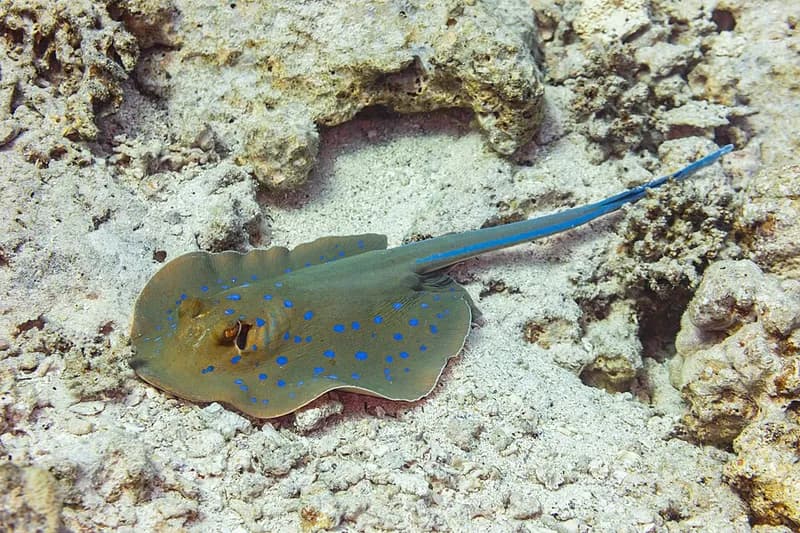 Bluespotted ribbontail ray (Taeniura lymma) in the Red Sea