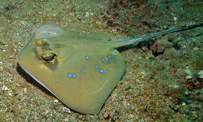 Bluespotted stingray (Neotrygon kuhlii) in the Red Sea