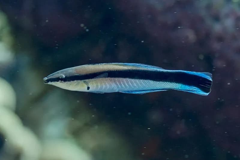 Bluestreak cleaner wrasse (Labroides dimidiatus) in the Red Sea