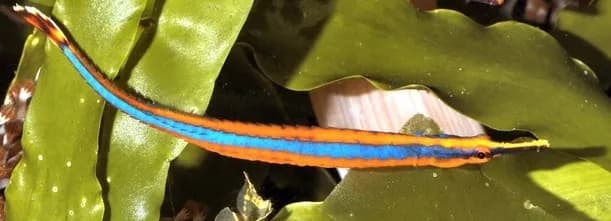 Bluestripe pipefish (Doryrhamphus excisus) in the Red Sea