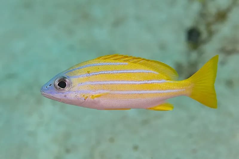 Bluestripe snapper (Lutjanus kasmira) in the Red Sea