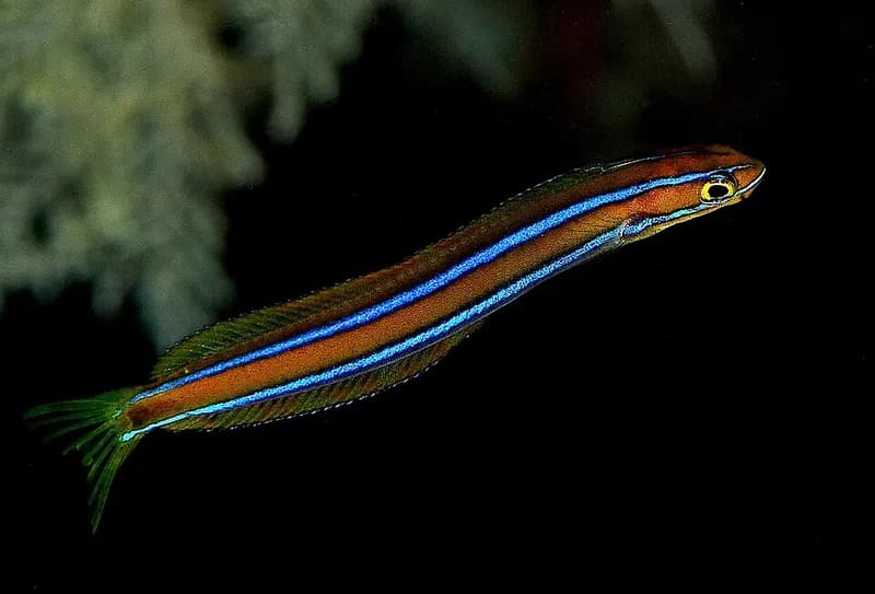 Bluestriped fangblenny (Plagiotremus rhinorhynchos) in the Red Sea