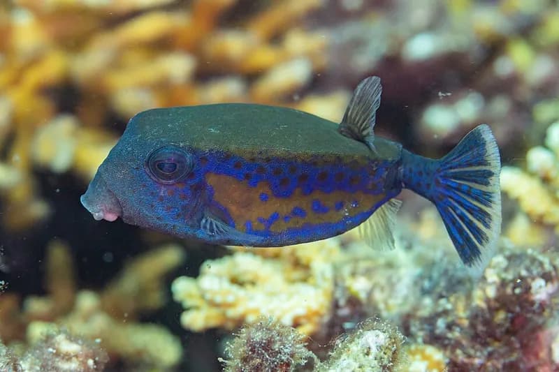 Bluetail trunkfish (Ostracion cyanurus) in the Red Sea