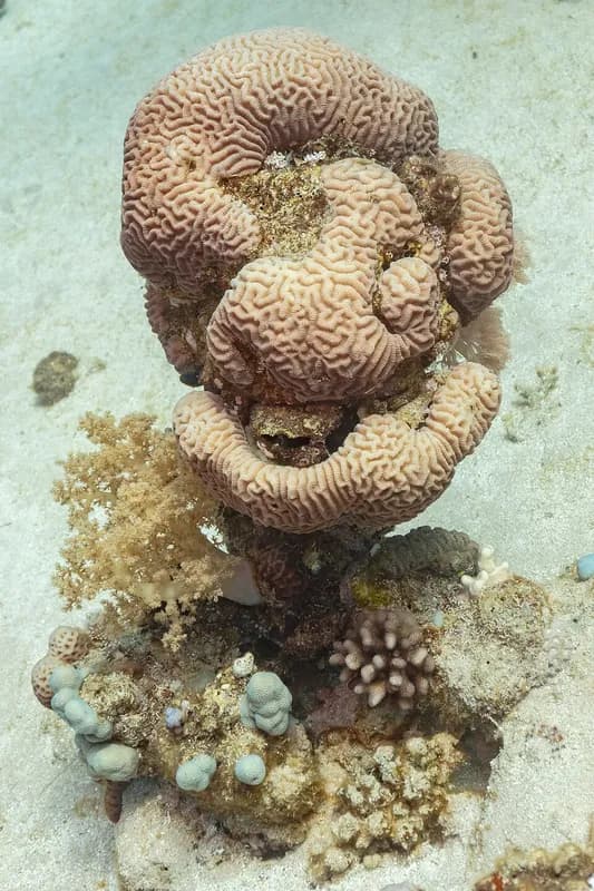 Brain coral (Platygyra daedalea) in the Red Sea