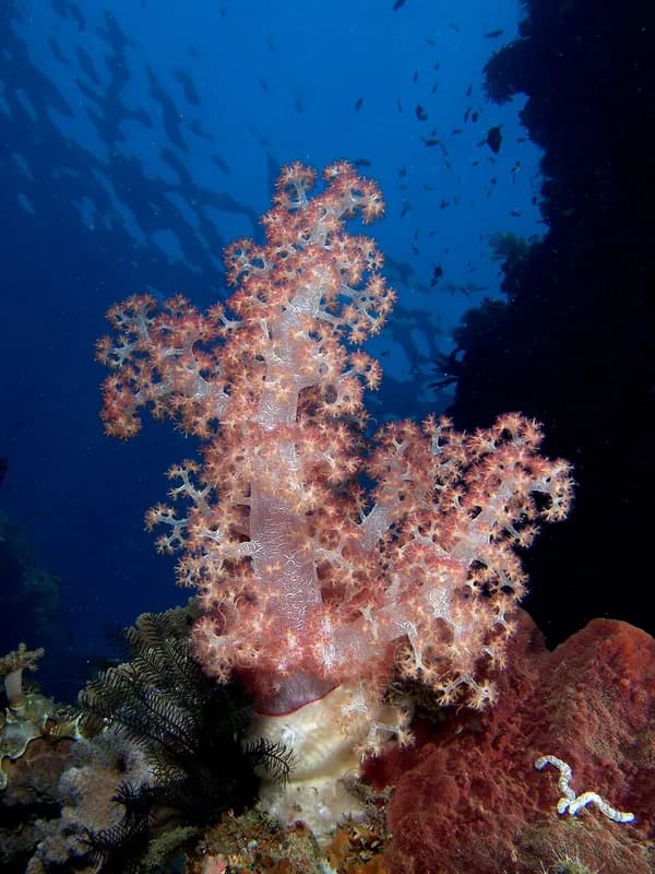 Broccoli soft coral (Litophyton arboreum) in the Red Sea