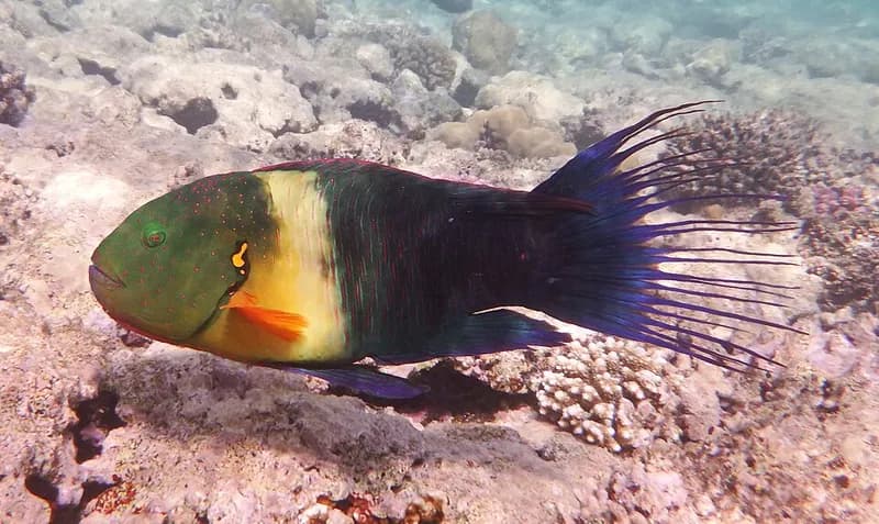 Broomtail wrasse (Cheilinus lunulatus) in the Red Sea