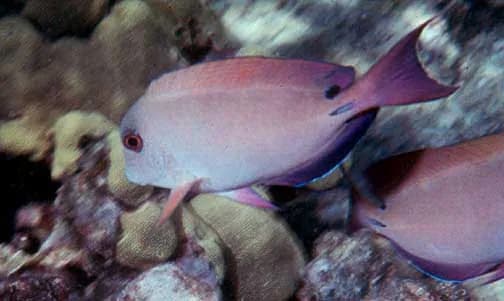 Brown surgeonfish (Acanthurus nigrofuscus) in the Red Sea