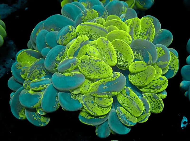 Bubble coral (Plerogyra sinuosa) in the Red Sea