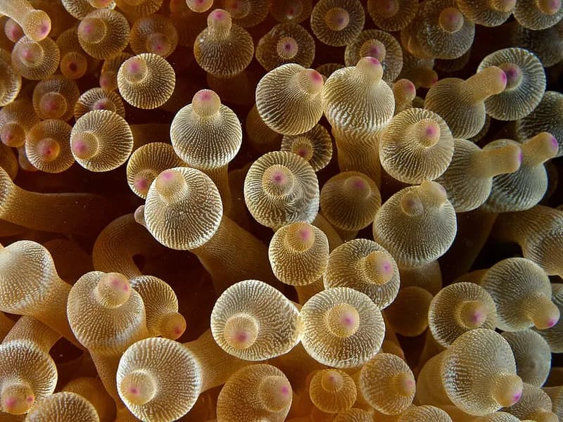 Bubble-tip anemone (Entacmaea quadricolor) in the Red Sea