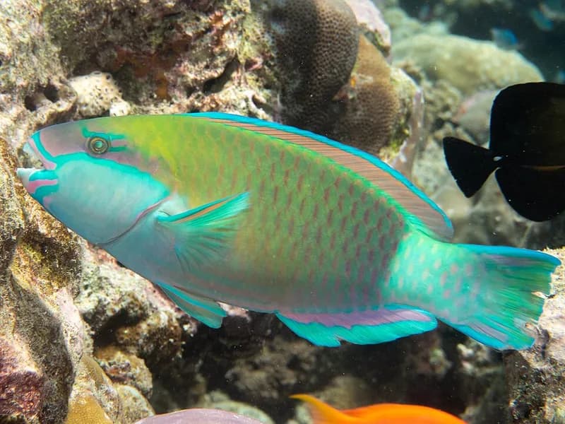Bullethead parrotfish (Chlorurus sordidus) in the Red Sea