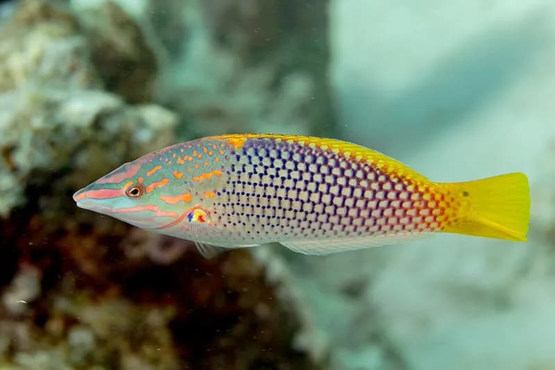 Checkerboard wrasse (Halichoeres hortulanus) in the Red Sea