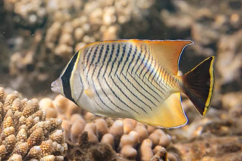 Chevron butterflyfish (Chaetodon trifascialis) in the Red Sea