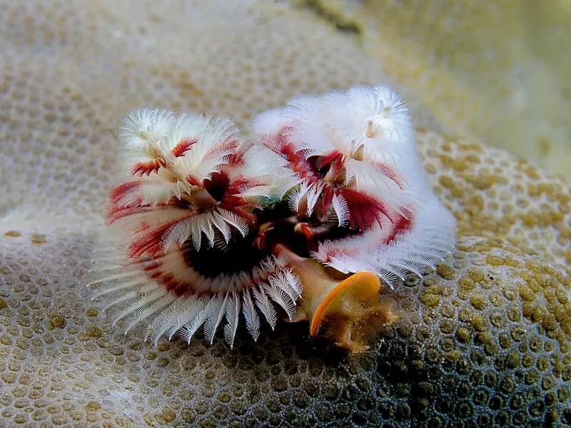 Christmas tree worm (Spirobranchus giganteus) in the Red Sea