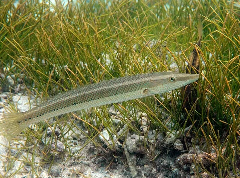 Cigar wrasse (Cheilio inermis) in the Red Sea