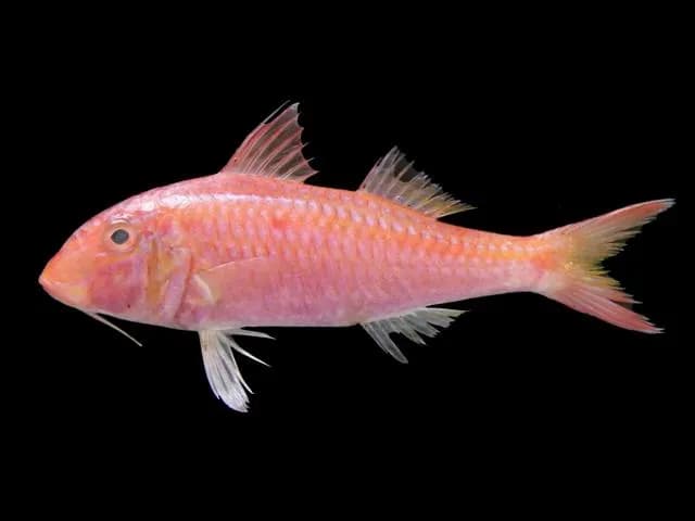 Cinnabar goatfish (Parupeneus heptacanthus) in the Red Sea
