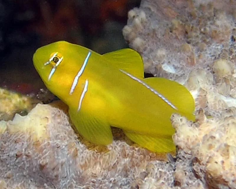 Citron goby (Gobiodon citrinus) in the Red Sea