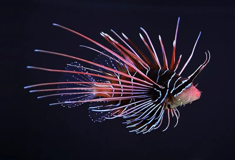 Clearfin lionfish (Pterois radiata) in the Red Sea
