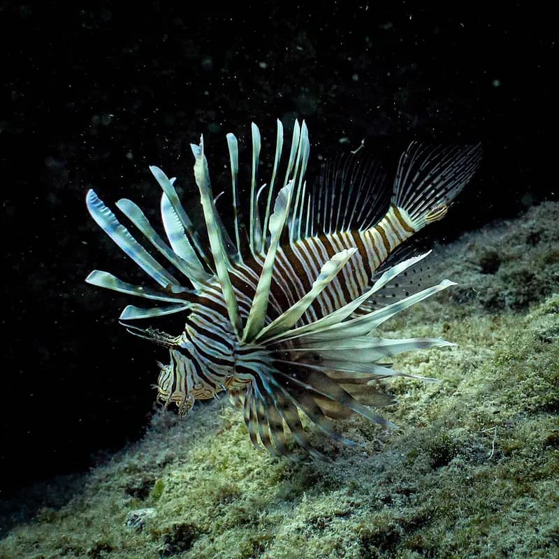 Common lionfish (Pterois miles) in the Red Sea