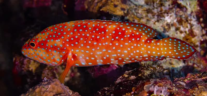 Coral hind (Cephalopholis miniata) in the Red Sea