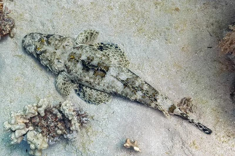 Crocodilefish (Papilloculiceps longiceps) in the Red Sea