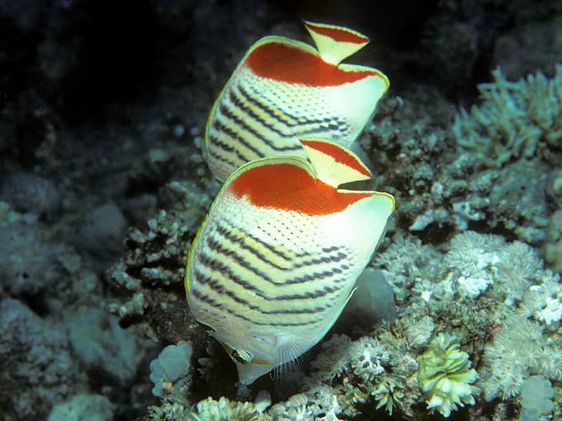 Crown butterflyfish (Chaetodon paucifasciatus) in the Red Sea