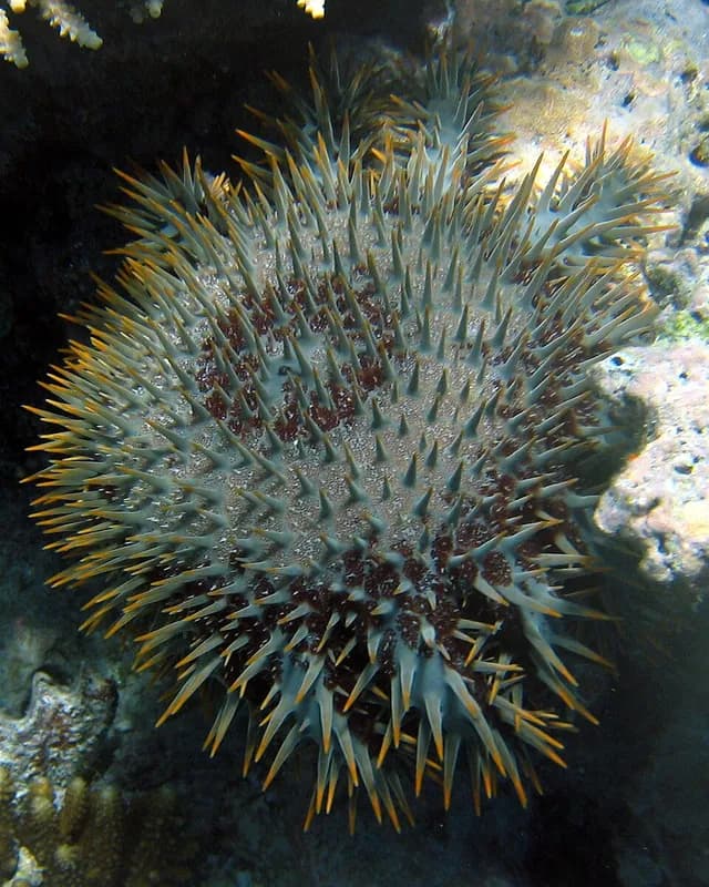 Crown-of-thorns starfish (Acanthaster planci) in the Red Sea