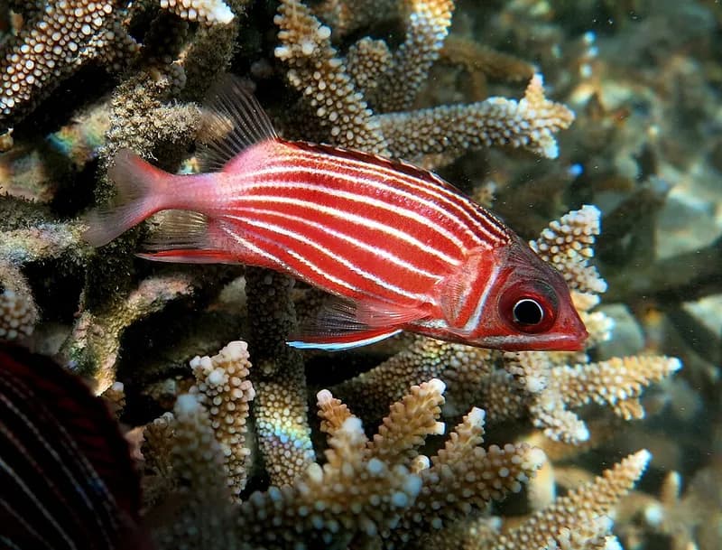 Crown squirrelfish (Sargocentron diadema) in the Red Sea