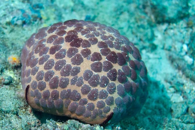Cushion star (Culcita novaeguineae) in the Red Sea